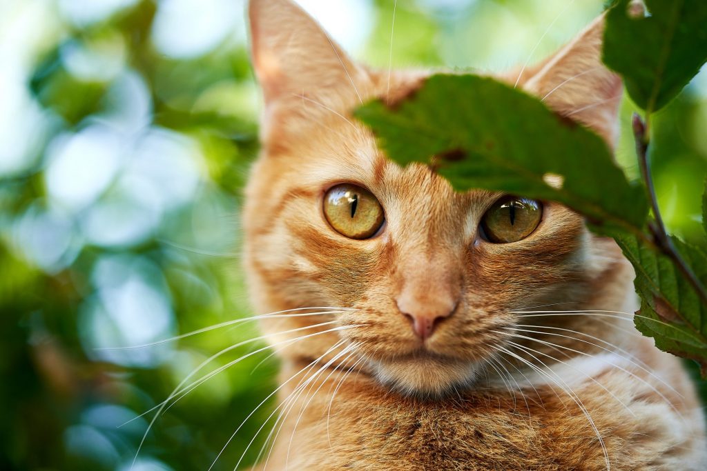 Festa nazionale del Gatto il 17 febbraio: tutto quello che c’è da sapere